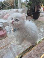 Zeldzame en prachtige doll face Perzische kitten, Dieren en Toebehoren, Katten en Kittens | Raskatten | Langhaar, Kater, Ontwormd