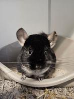 Chinchilla Anouk zoek een huisje!, Vrouwelijk, Chinchilla, Voor 1 juli 2024