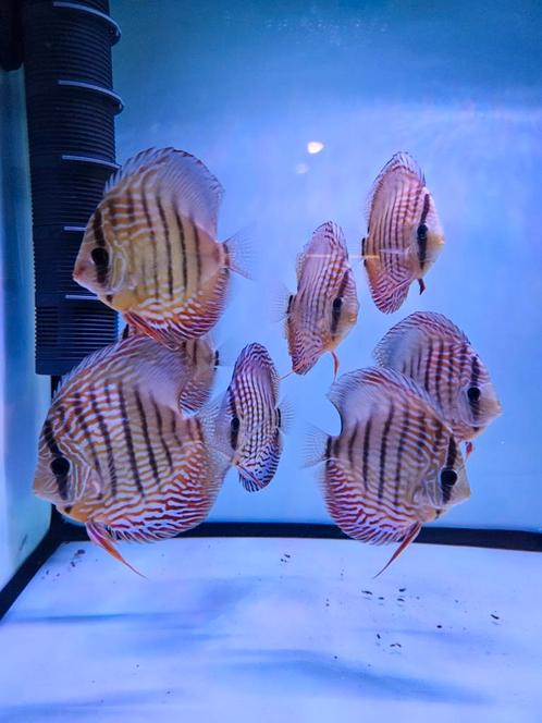 9 x Red Turquoise discus fish Piwowarski 12-15cm, Dieren en Toebehoren, Vissen | Aquariumvissen