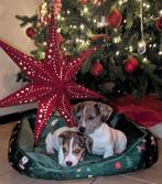 Lieve jack Russel pups, Jack Russell Terriër, 8 tot 15 weken, Meerdere, Meerdere dieren