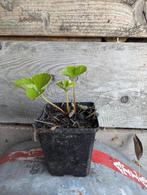 Korona aardbei stekken, Tuin en Terras, Planten | Tuinplanten, Ophalen, Volle zon, Vaste plant, Zomer
