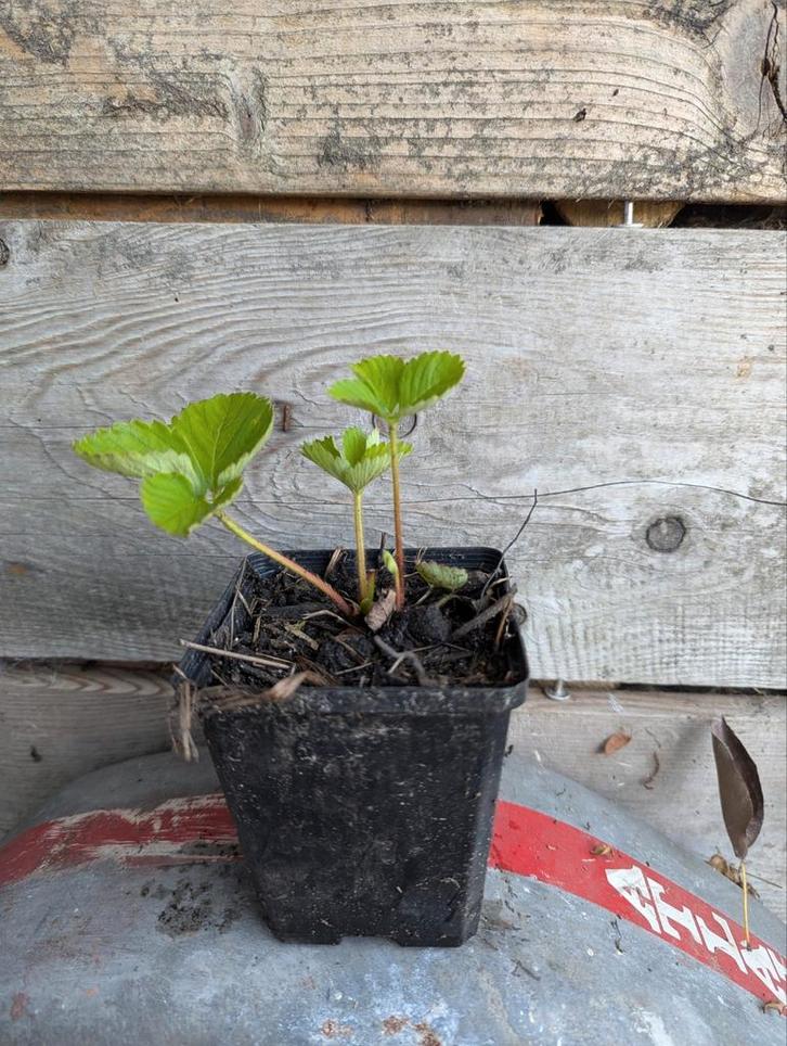 Korona aardbei stekken, Tuin en Terras, Planten | Tuinplanten, Vaste plant, Fruitplanten, Volle zon, Zomer, Ophalen