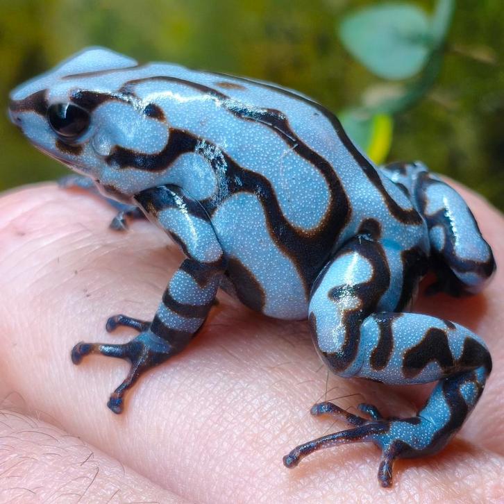 Dendrobates auratus 'Peña blanca' en vele anderen