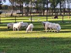 8 Mooie Bentheimer Landschapen, Dieren en Toebehoren, Schapen, Geiten en Varkens, Vrouwelijk, Schaap, 0 tot 2 jaar
