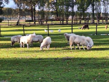 8 Mooie Bentheimer Landschapen beschikbaar voor biedingen
