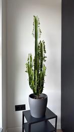 Prachtige euphorbia kamerplant, Ophalen of Verzenden, Halfschaduw, Minder dan 100 cm