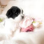 Bonte en tri color babies zoeken een huisje, Dieren en Toebehoren, Honden | Niet-rashonden, 8 tot 15 weken, Meerdere, Meerdere dieren