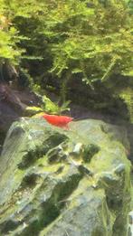 Cherry Shrimp €1,-, Dieren en Toebehoren, Vissen | Aquariumvissen, Kreeft, Krab of Garnaal