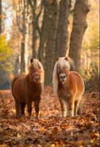 24/7 buiten stalling gezocht