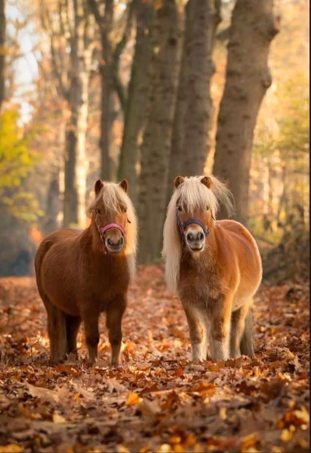 24/7 buiten stalling gezocht, Dieren en Toebehoren, Stalling en Weidegang