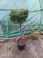 Japanse Den Bonsai - Vaste Plant, Overige soorten, Vaste plant, Ophalen of Verzenden, Bloeit niet