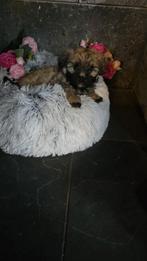 Boomer pups, Dieren en Toebehoren, Overige rassen, CDV (hondenziekte), 8 tot 15 weken, Meerdere