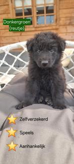 Mooie pups Herdermix X Altdeutsche Hütehund, Dieren en Toebehoren, Honden | Niet-rashonden, 8 tot 15 weken, Groot, Meerdere, Meerdere dieren
