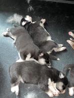Mooie husky's, Dieren en Toebehoren, Rabiës (hondsdolheid), 8 tot 15 weken, Meerdere, Meerdere dieren