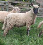 Clun forest ramlammeren, Dieren en Toebehoren, Mannelijk, Schaap