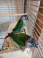 2 pyrrhura's inc certificaat., Meerdere dieren, Parkiet, Tam