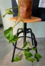 Drakenklimop/Epipremnum pinnatum 'Aureum', Huis en Inrichting, Kamerplanten, Ophalen, Overige soorten, Minder dan 100 cm
