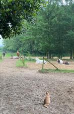 24/7 buiten doe het samen plek Garderen, Dieren en Toebehoren, 2 of 3 paarden of pony's