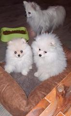 Een pomeriaan reutje hij is geboren 17 06 2025, Keeshond, 15 weken tot 1 jaar, Reu, CDV (hondenziekte)