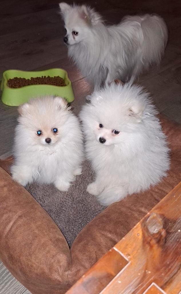 Een pomeriaan reutje hij is geboren 17 06 2025, Dieren en Toebehoren, Honden | Poolhonden, Keeshonden en Oertypen, Reu, Keeshond
