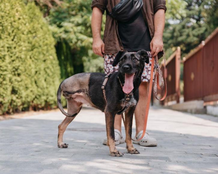 Bijzondere Mary zoekt een thuis, Dieren en Toebehoren, Honden | Niet-rashonden, Middel, Teef, Particulier, Eén hond, Buitenland