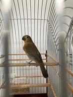 PluutPaapje (Sporophila Leucoptera), Dieren en Toebehoren, Vrouwelijk, Tropenvogel, Tam