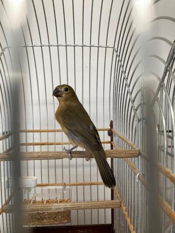PluutPaapje (Sporophila Leucoptera) beschikbaar voor biedingen