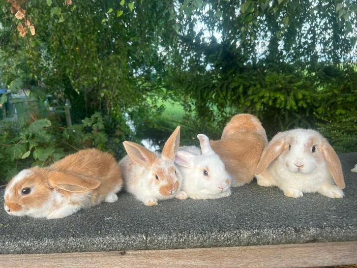 Baby konijntjes, Dieren en Toebehoren, Konijnen, Dwerg, Meerdere dieren, Hangoor