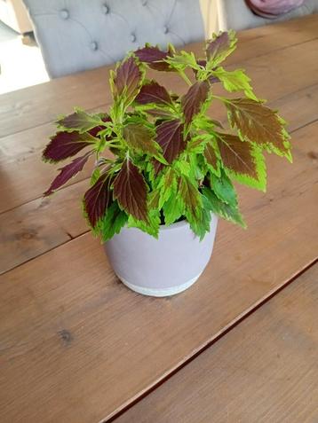 Siernetel kamerplant  beschikbaar voor biedingen