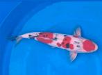 13 Prachtige Japanse koi karpers  zie foto's, Dieren en Toebehoren, Karper of Koi