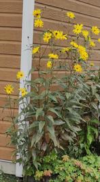 Plantje  Stijve zonnebloem - Helianthus laetiflorus, Tuin en Terras, Planten | Tuinplanten, Volle zon, Vaste plant, Zomer, Ophalen