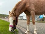 welsh pony merrie, Dieren en Toebehoren, Pony's, Merrie, Recreatiepony, Ontwormd, 3 tot 6 jaar