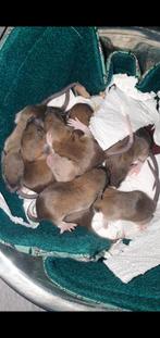 Ritten / rat, Dieren en Toebehoren, Knaagdieren, Mannelijk, Tam, Rat