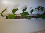 160cm hoge syngonium motteld op klimpaal inclusief pot, Ophalen of Verzenden, Halfschaduw, 150 tot 200 cm