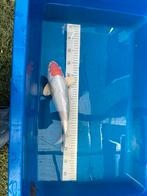Te koop japanse koi, Tancho, Karper of Koi