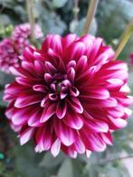 Dahlia knollen | biologisch, Volle zon, Vaste plant, Zomer, Ophalen