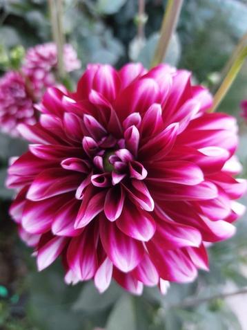 Dahlia knollen | biologisch beschikbaar voor biedingen