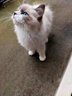 Ik verkoop deze Ragdoll katje heel aardig hij in 15_03_25, Dieren en Toebehoren, Kater, Ontwormd, 0 tot 2 jaar