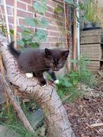 Kitten, Dieren en Toebehoren, Meerdere dieren, Kortharig, 0 tot 2 jaar