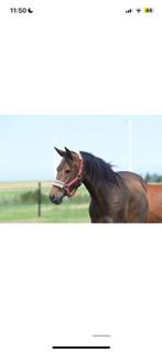 Drachtige merrie / weidemaatje, Dieren en Toebehoren, Ophalen, Overige soorten