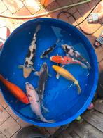 Mooie koi’s, Dieren en Toebehoren, Vissen | Vijvervissen, Karper of Koi