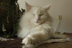 Noorse boskat, Poes