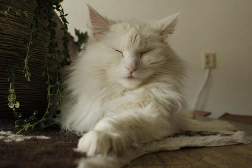 Noorse boskat, Dieren en Toebehoren, Katten en Kittens | Raskatten | Langhaar, Poes