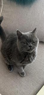 Fijn en warm te huis gezocht., Dieren en Toebehoren, Katten en Kittens | Overige Katten, Kater, 6 jaar of ouder