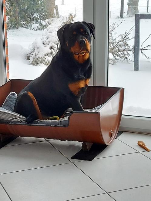 Forse Rottweiler dekreu, Dieren en Toebehoren, Honden | Dekreuen, Reu, Particulier, Eén hond, Nederland, 3 tot 5 jaar, CDV (hondenziekte)