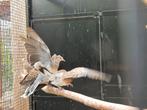 Koppels Oosterse tortels | Sierlijke duif | Unieke duiven, Meerdere dieren, Tortelduif