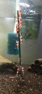 Crystal Red Garnalen (Osmose) GEEN KRAANWATER, Kreeft, Krab of Garnaal, Zoetwatervis, Schoolvis