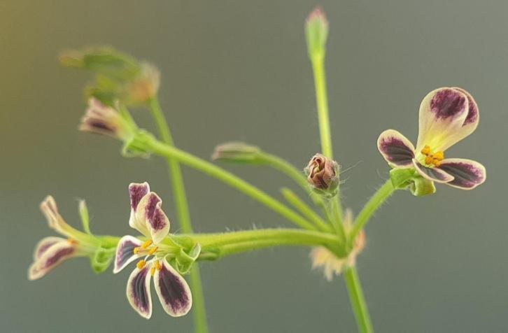 Caudex Pelargonium Pulverulentum Zuid Afrika, Huis en Inrichting, Kamerplanten, Overige soorten, Minder dan 100 cm, Bloeiende kamerplant