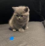 Raszuivere Britse korthaar kittens blue, Meerdere dieren, Ontwormd, 0 tot 2 jaar