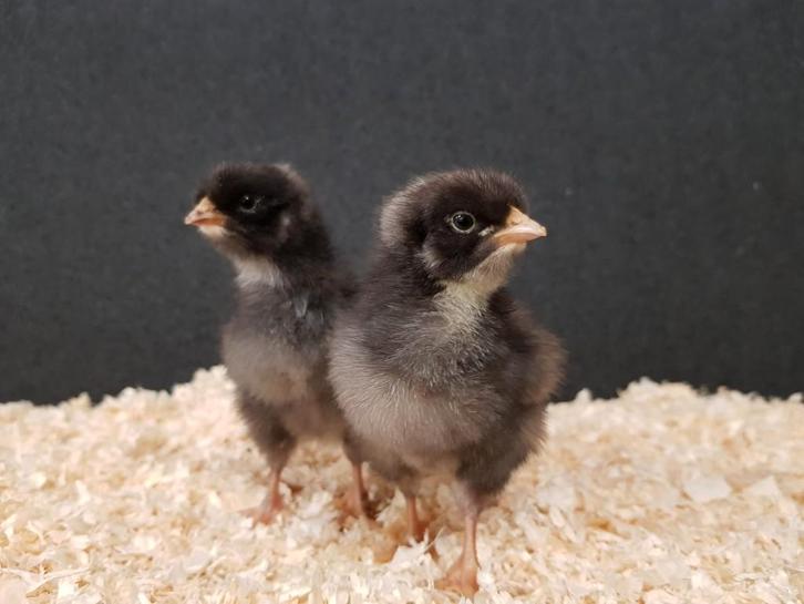 Noord Hollandse Blauwe groot kippenkuikens | Gesekst, Dieren en Toebehoren, Pluimvee, Kip, Vrouwelijk